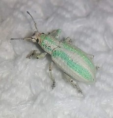 Compsus viridivittatus