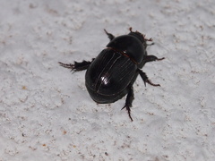 Alissonotum pauper