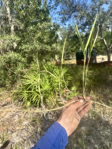 Panicum hemitomon observed 2026-10-26