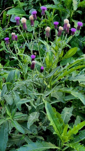 Cirsium arvense observed 2026-10-27