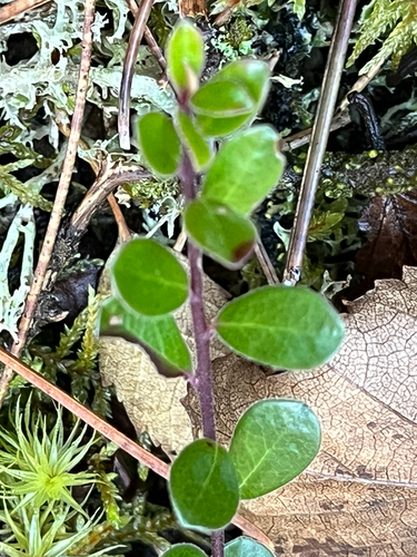Arctostaphylos uva-ursi observed 2026-10-26