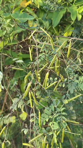 Indigofera observed 2026-10-27