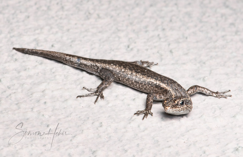Cryptoblepharus observed 2026-10-27