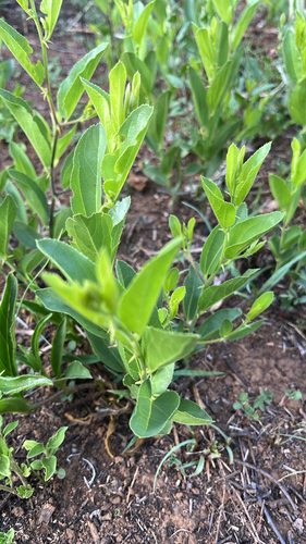 Ziziphus observed 2026-10-27