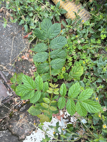 Spathodea campanulata observed 2026-10-25