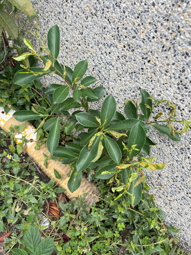 Ficus microcarpa observed 2026-10-25