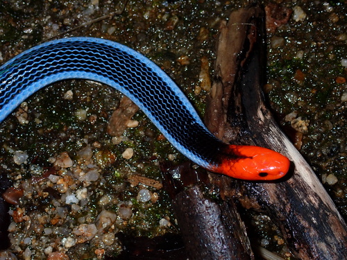 Calliophis bivirgatus observed 2026-10-22