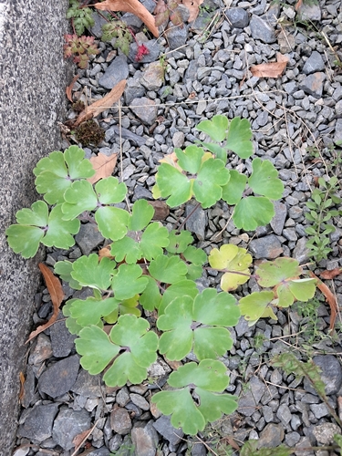 Aquilegia vulgaris, 2026-10-27