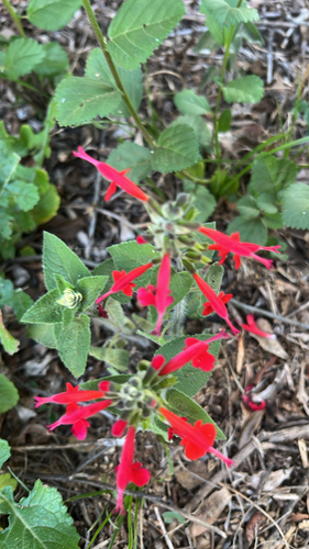 Salvia coccinea observed 2026-10-27