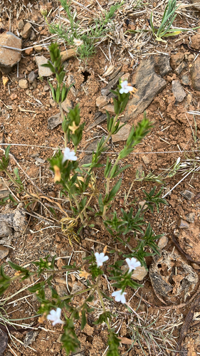 Chaetacanthus, 2026-10-27