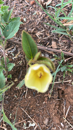 Hibiscus observed 2026-10-27