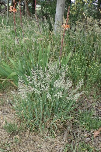 Holcus lanatus observed 2026-10-27