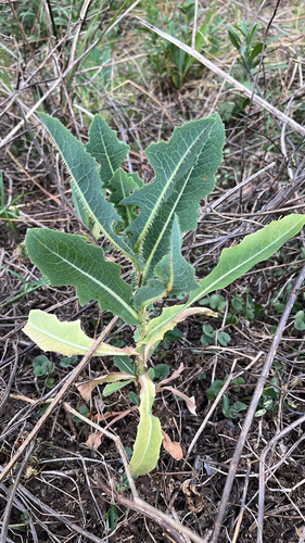 Lactuca observed 2026-10-27