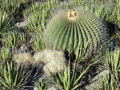 Echinocactus platyacanthus