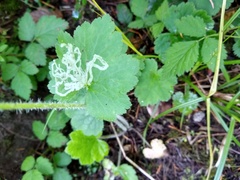 Phytomyza tiarellae