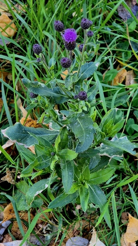 Cirsium arvense observed 2026-10-27