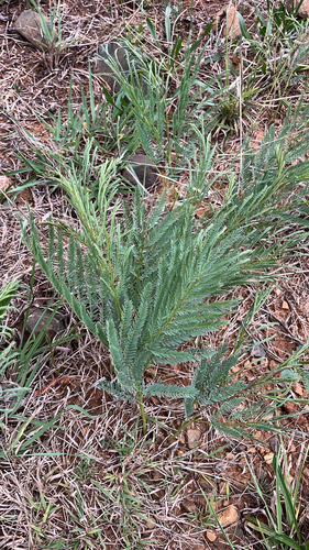 Entada observed 2026-10-27