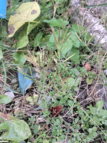 Cardamine observed 2026-10-27