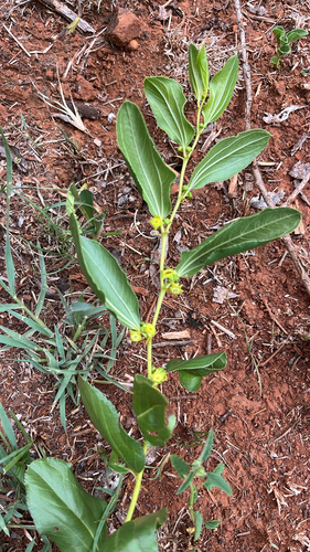 Ziziphus observed 2026-10-27