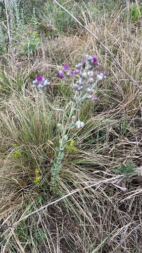 Vernonia observed 2026-10-27