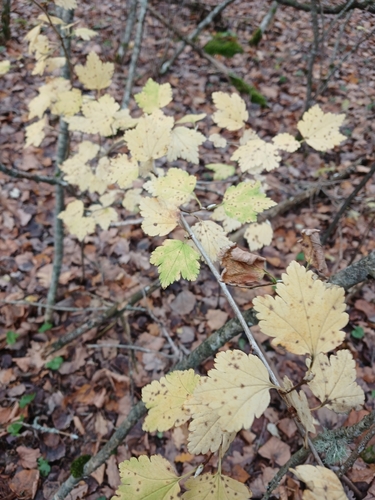 Ribes alpinum observed 2026-10-27