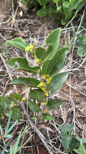 Ziziphus observed 2026-10-27
