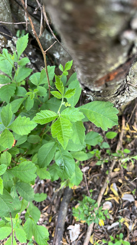 Rhus glabra observed 2026-10-27