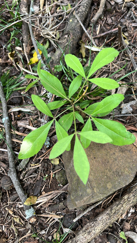 Capparis observed 2026-10-27