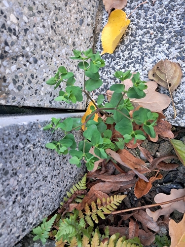 Euphorbia peplus observed 2026-10-27