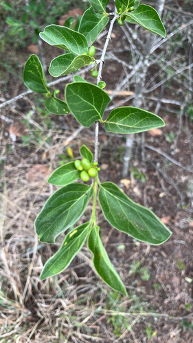 Canthium observed 2026-10-27