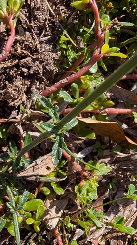 Verbena officinalis observed 2026-10-26