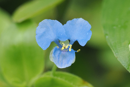 Commelina diffusa observed 2026-10-26