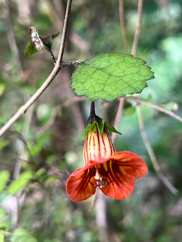 Rhabdothamnus solandri observed 2026-10-27