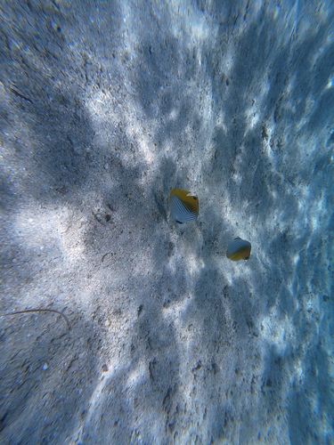 Chaetodon auriga observed 2026-10-27