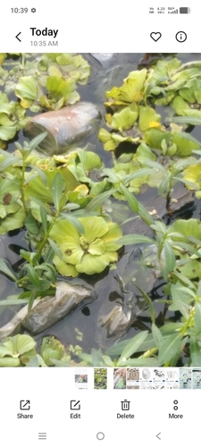 Pistia stratiotes observed 2026-10-26