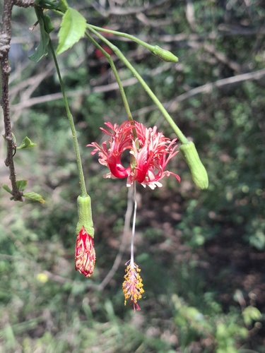 Hibiscus rosa-sinensis observed 2026-10-26