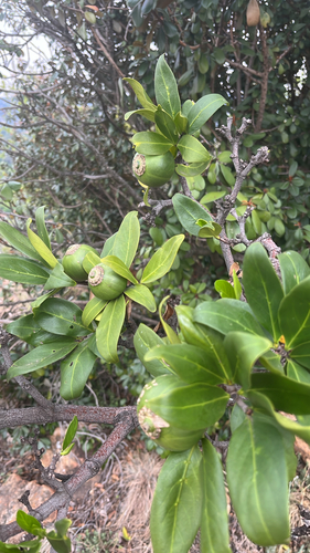 Gardenia observed 2026-10-27