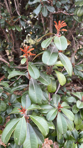 Chrysophyllum observed 2026-10-27