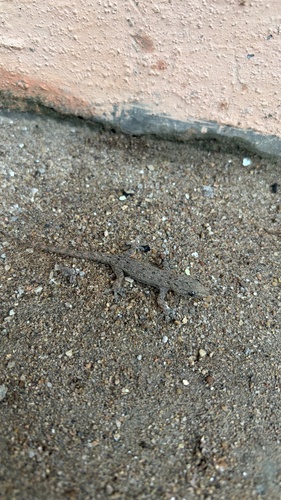 Hemidactylus frenatus observed 2026-10-27