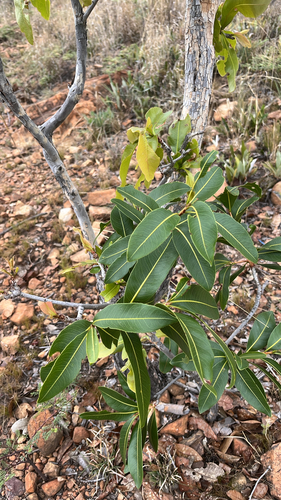 Ochna observed 2026-10-27