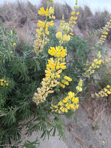 Lupinus observed 2026-10-27