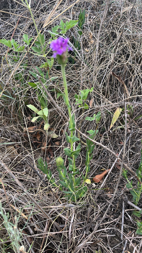 Vernonia observed 2026-10-27