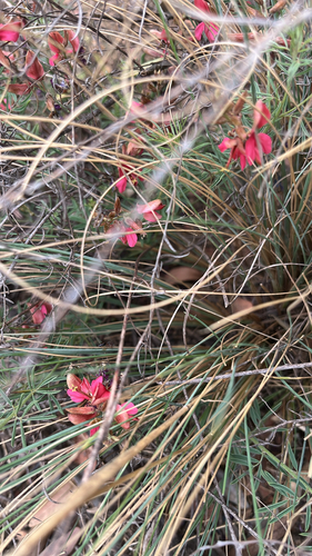 Indigofera observed 2026-10-27