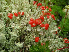 Cladonia borealis