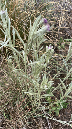 Vernonia observed 2026-10-27