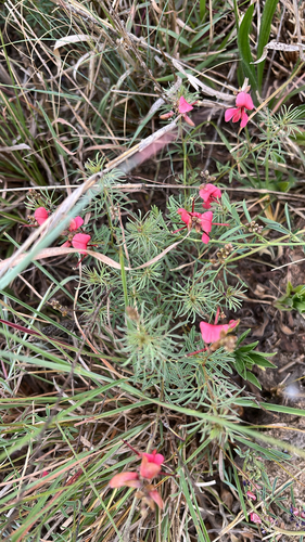 Indigofera observed 2026-10-27