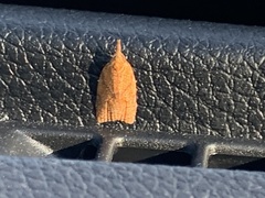 Cenopis reticulatana