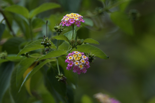 Lantana camara observed 2026-10-27