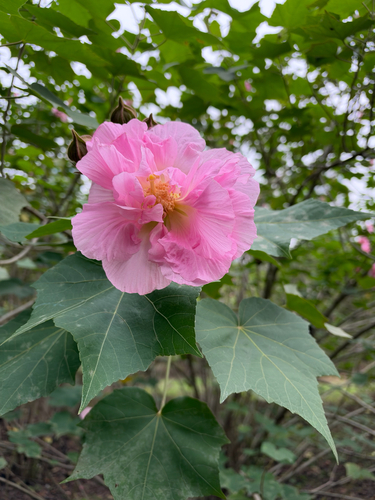 Hibiscus mutabilis observed 2026-10-27