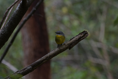 Eopsaltria australis, 2026-10-27